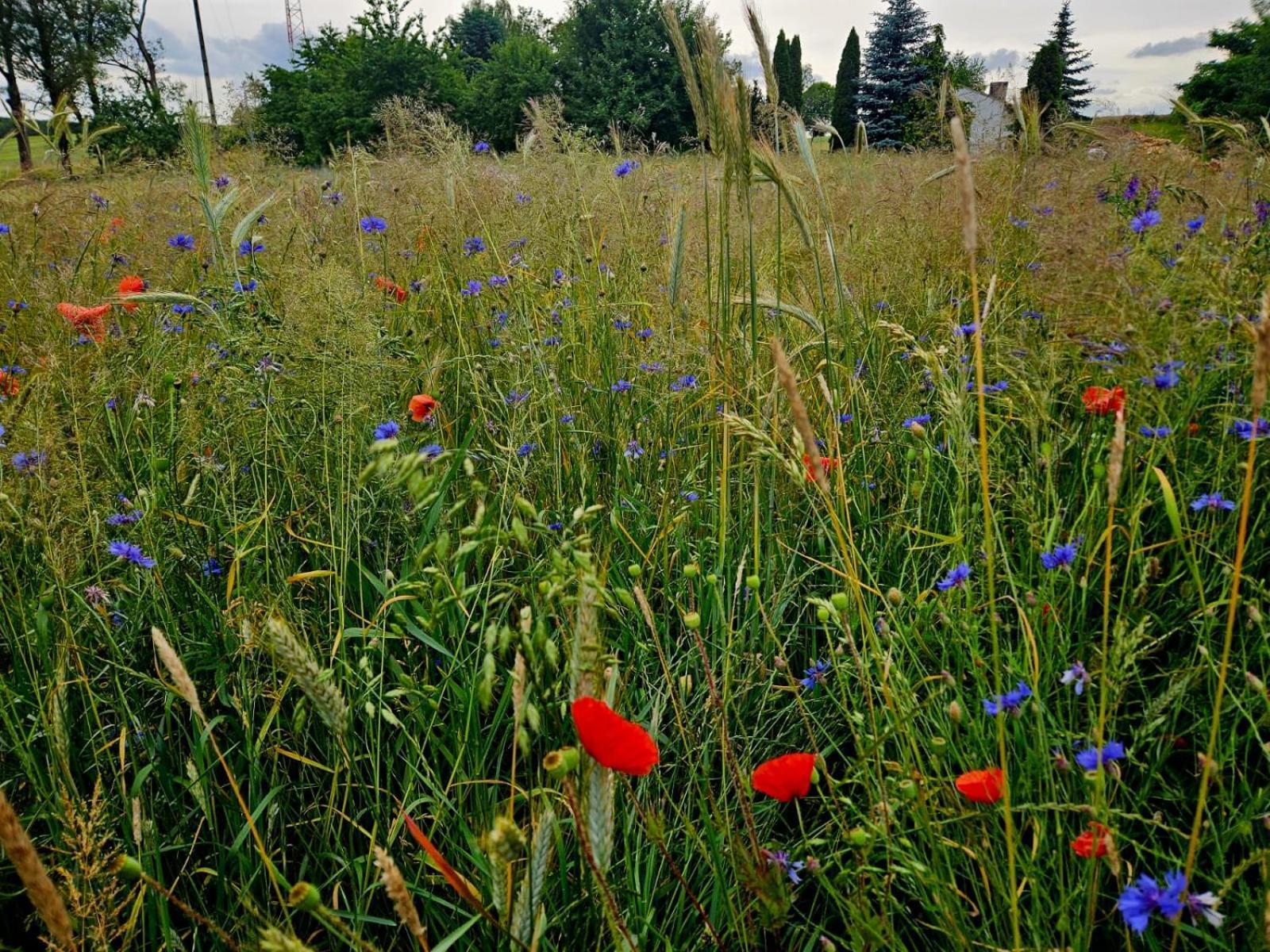 Farm stay Przystan Osiek